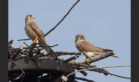 Turmfalke (Falco tinnunculus)