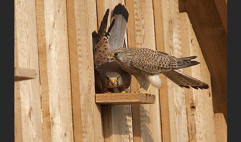 Turmfalke (Falco tinnunculus)