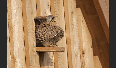 Turmfalke (Falco tinnunculus)