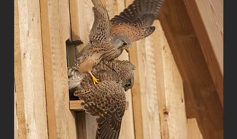 Turmfalke (Falco tinnunculus)