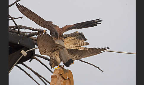 Turmfalke (Falco tinnunculus)