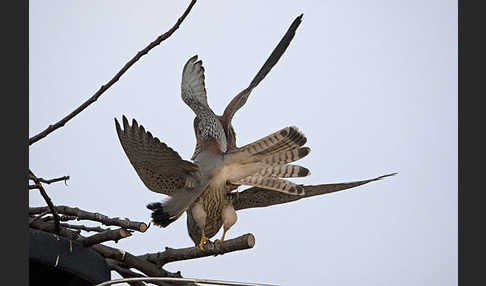 Turmfalke (Falco tinnunculus)