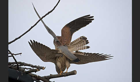 Turmfalke (Falco tinnunculus)