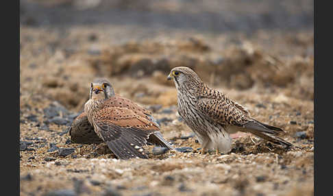 Turmfalke (Falco tinnunculus)