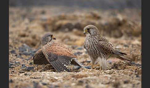 Turmfalke (Falco tinnunculus)