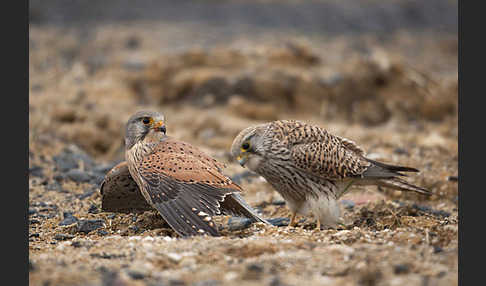 Turmfalke (Falco tinnunculus)