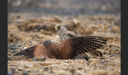 Turmfalke (Falco tinnunculus)