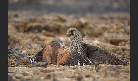 Turmfalke (Falco tinnunculus)