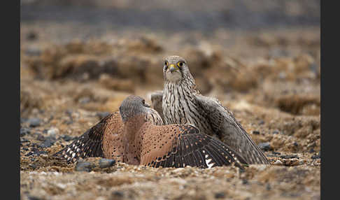 Turmfalke (Falco tinnunculus)