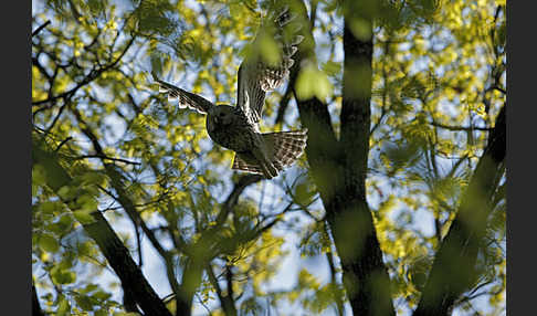 Habichtskauz (Strix uralensis)