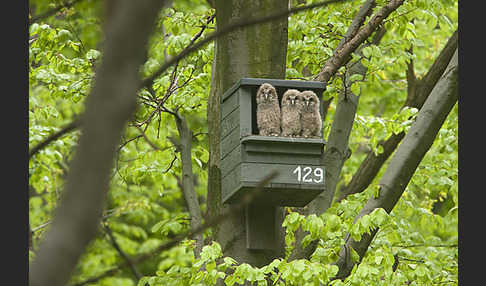 Habichtskauz (Strix uralensis)