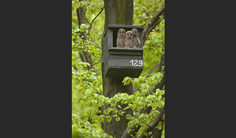 Habichtskauz (Strix uralensis)