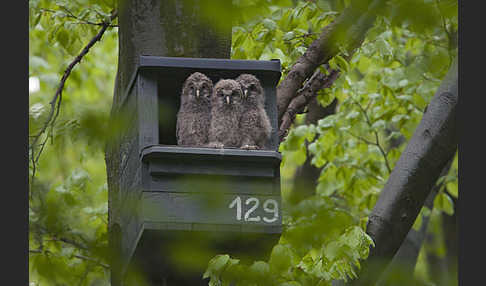 Habichtskauz (Strix uralensis)