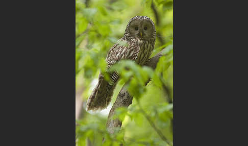 Habichtskauz (Strix uralensis)