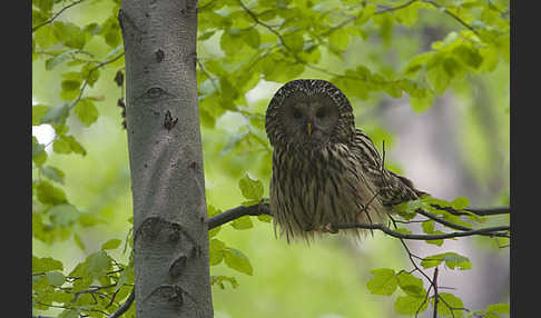 Habichtskauz (Strix uralensis)