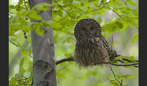 Habichtskauz (Strix uralensis)