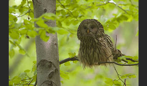 Habichtskauz (Strix uralensis)