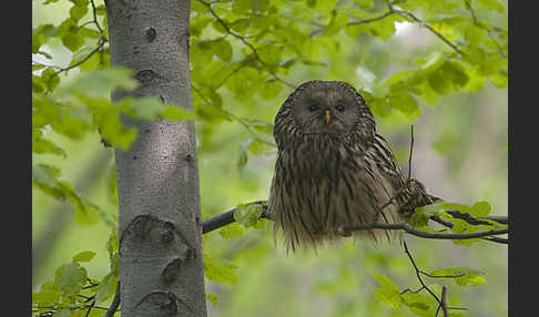 Habichtskauz (Strix uralensis)