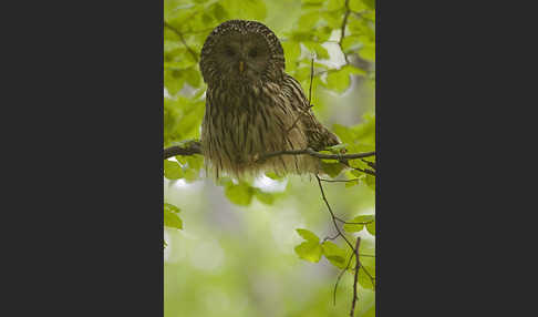 Habichtskauz (Strix uralensis)