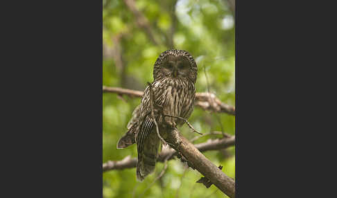 Habichtskauz (Strix uralensis)