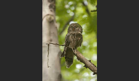 Habichtskauz (Strix uralensis)