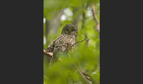 Habichtskauz (Strix uralensis)