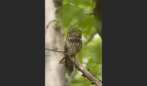 Habichtskauz (Strix uralensis)