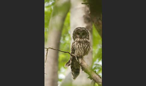 Habichtskauz (Strix uralensis)