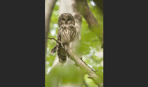 Habichtskauz (Strix uralensis)