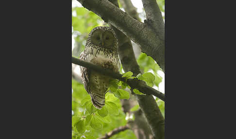 Habichtskauz (Strix uralensis)