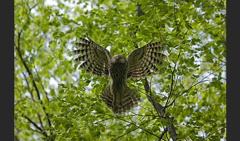 Habichtskauz (Strix uralensis)