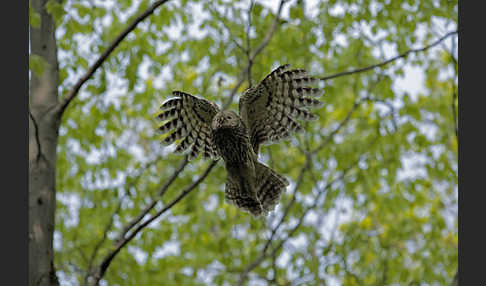 Habichtskauz (Strix uralensis)