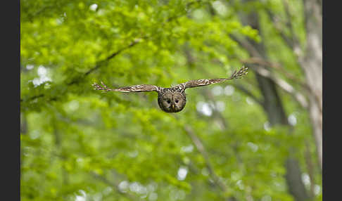 Habichtskauz (Strix uralensis)