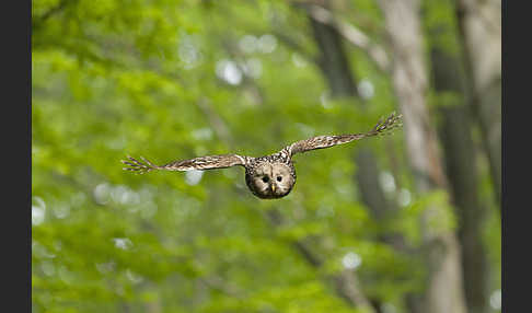 Habichtskauz (Strix uralensis)