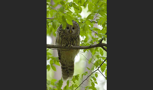 Habichtskauz (Strix uralensis)