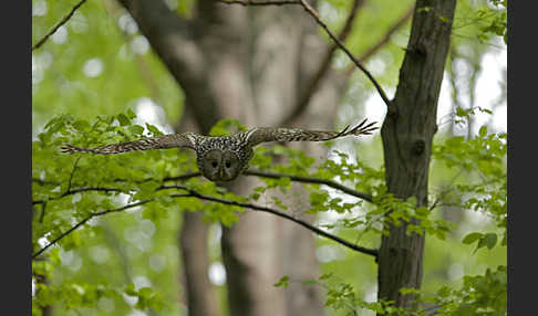 Habichtskauz (Strix uralensis)