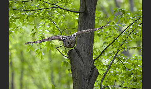 Habichtskauz (Strix uralensis)