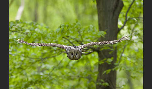 Habichtskauz (Strix uralensis)