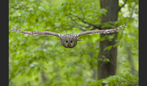 Habichtskauz (Strix uralensis)