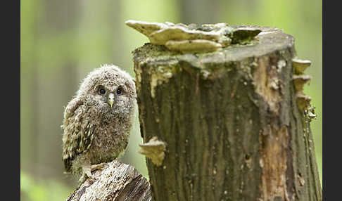 Habichtskauz (Strix uralensis)