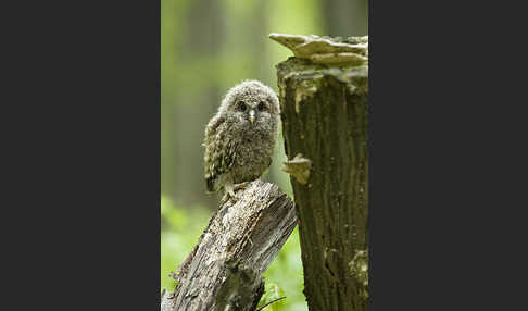 Habichtskauz (Strix uralensis)