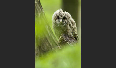 Habichtskauz (Strix uralensis)