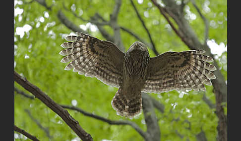 Habichtskauz (Strix uralensis)