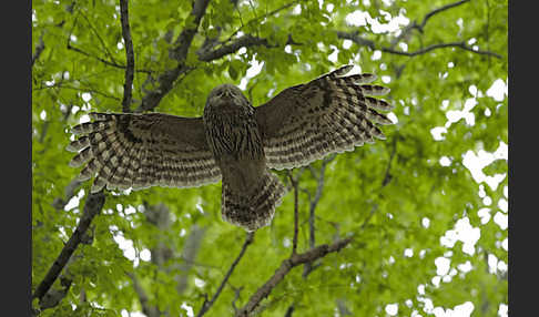 Habichtskauz (Strix uralensis)