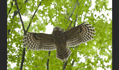 Habichtskauz (Strix uralensis)