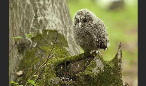 Habichtskauz (Strix uralensis)