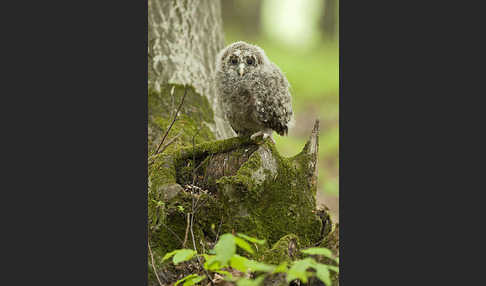 Habichtskauz (Strix uralensis)