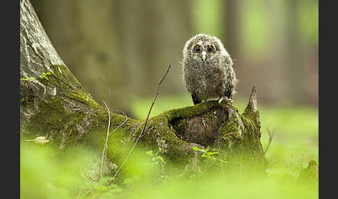 Habichtskauz (Strix uralensis)