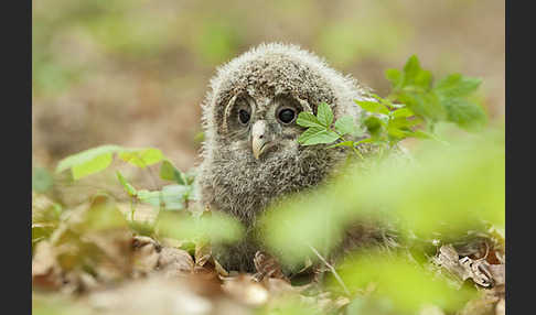 Habichtskauz (Strix uralensis)