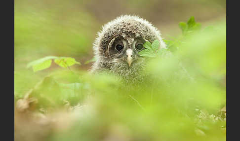 Habichtskauz (Strix uralensis)